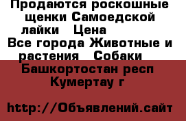 Продаются роскошные щенки Самоедской лайки › Цена ­ 40 000 - Все города Животные и растения » Собаки   . Башкортостан респ.,Кумертау г.